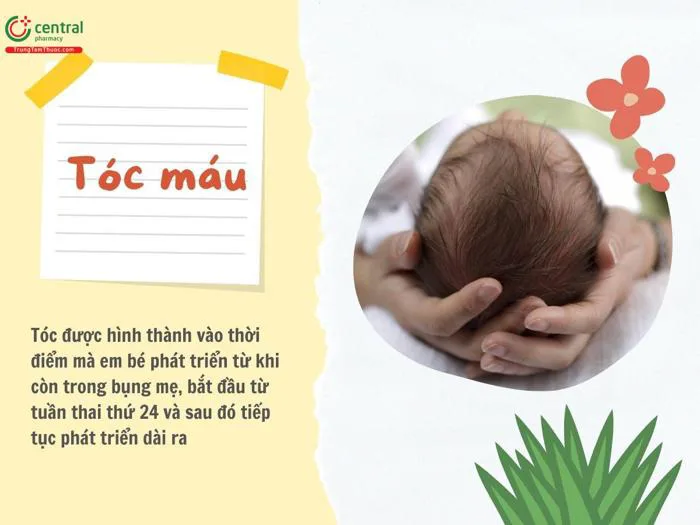 Khi nào cắt tóc máu cho trẻ sơ sinh? 14 ngày vượng cắt tóc máu