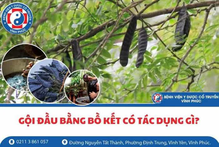 Gội đầu bằng bồ kết và những tác dụng hữu ích ⋆ Bệnh viện Y Dược cổ truyền  Vĩnh Phúc