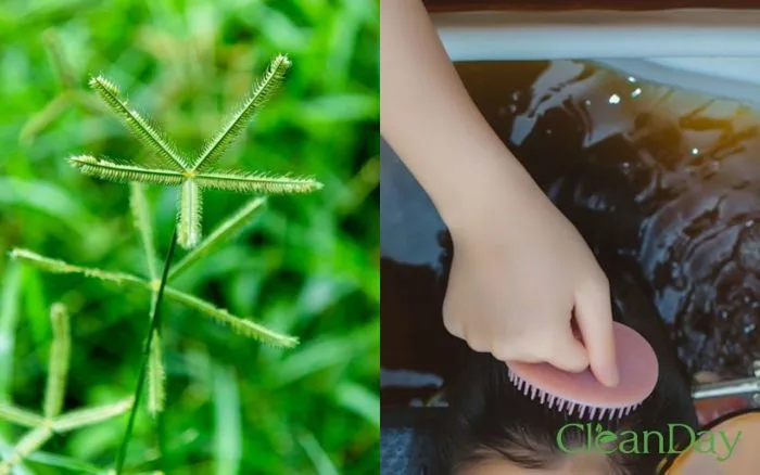 Cỏ mần trầu gội đầu có tác dụng gì với mái tóc?