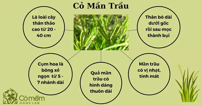 Cỏ mần trầu và những công dụng đa dạng trong đời sống