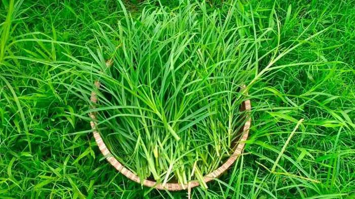 Chiết xuất cỏ mần trầu ngăn ngừa mẩn ngứa da đầu và rụng tóc - Nguyên liệu  làm mỹ phẩm