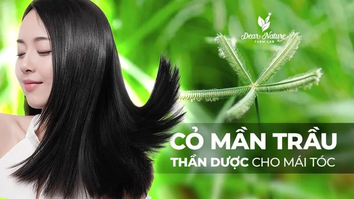 Cỏ Mần Trầu Hỗ Trợ Giảm Rụng Tóc: Giải Pháp Dear Nature