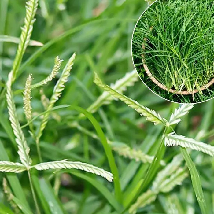 Cỏ Mần Trầu Hỗ Trợ Giảm Rụng Tóc: Giải Pháp Dear Nature