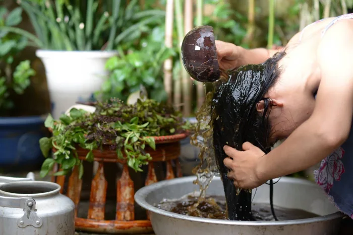 Cỏ mần trầu trở thành tiên dược chữa nhiều bệnh