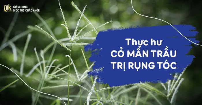 Cỏ mần trầu trị rụng tóc, tóc bạc và kích thích mọc tóc hiệu quả