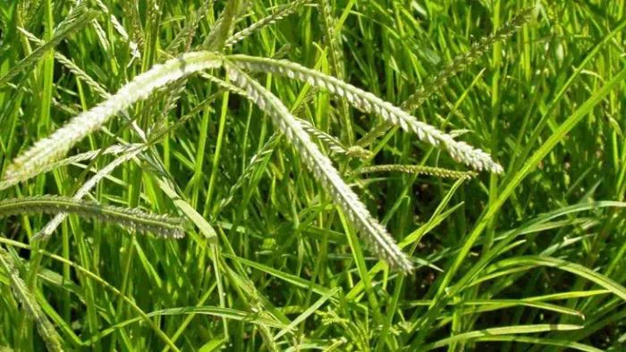 Hướng dẫn cách gội đầu bằng cỏ mần trầu giúp ngăn ngừa rụng tóc
