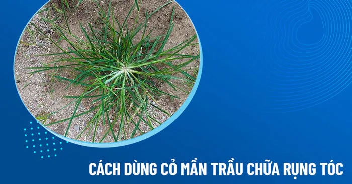 3 cách dùng cỏ mần trầu chữa rụng tóc, giúp mọc tóc hiệu quả tại nhà