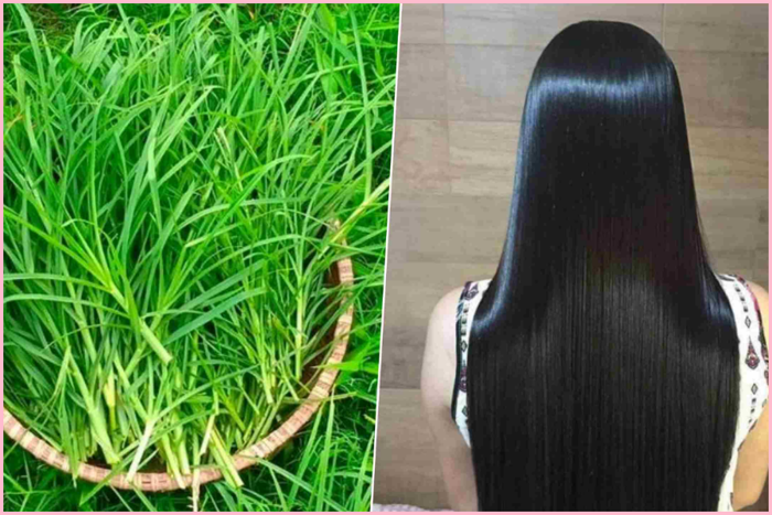 Cỏ Mần Trầu Có Tác Dụng Gì? 7 Lợi Ích Với Tóc - Huyền Phạm Mart