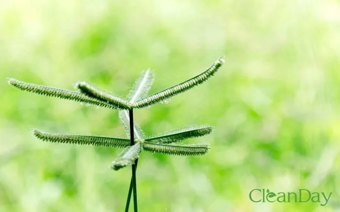 Cỏ mần trầu gội đầu có tác dụng gì với mái tóc?