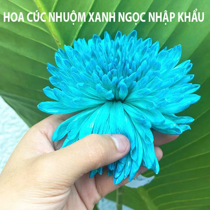 Nước Màu Nhuộm Hoa Tươi (Chai 1L màu xanh ngọc) Công Nghệ Nhập Khẩu Israel